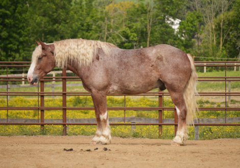 HorseID: 2271747 Maximus - PhotoID: 1043300