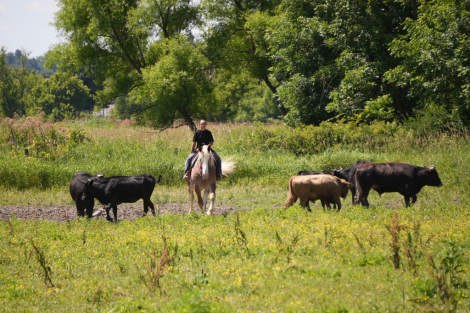 HorseID: 2271747 Maximus - PhotoID: 1043301