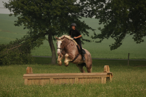 HorseID: 2271747 Maximus - PhotoID: 1089903