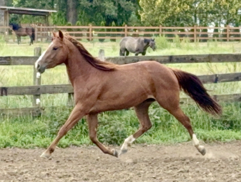 HorseID: 2273833 The sour patch kid - PhotoID: 1083268