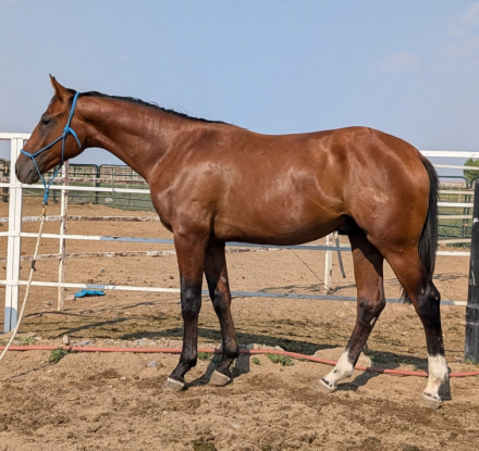 HorseID: 2275441 His Soldier boy - PhotoID: 1082356