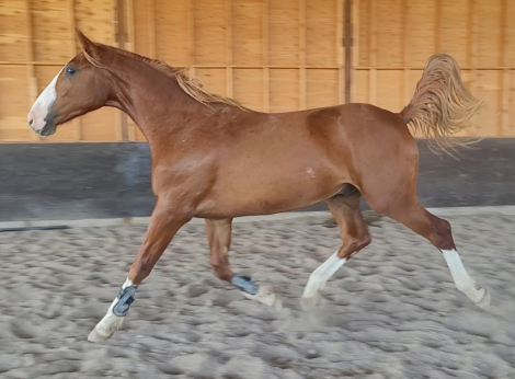 HorseID: 2275443 His story maker - PhotoID: 1082357