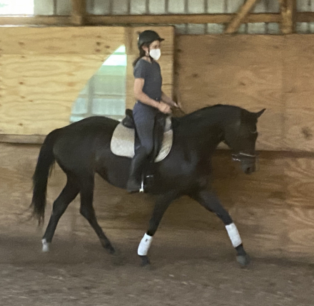 HorseID: 2277069 Haydns Solace - PhotoID: 1068849