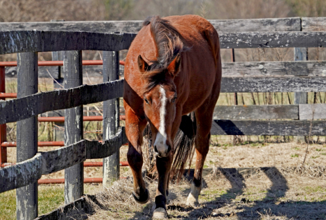 HorseID: 2277242 Poconos CFK - PhotoID: 1079221