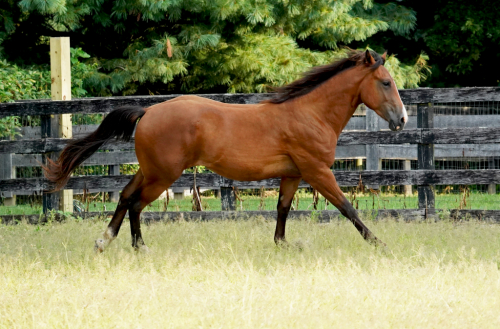 HorseID: 2277242 Poconos CFK - PhotoID: 1104896