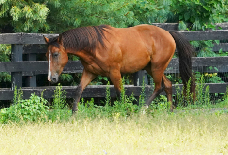 HorseID: 2277242 Poconos CFK - PhotoID: 1104897