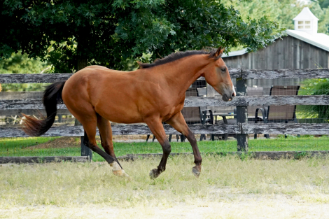 HorseID: 2277242 Poconos CFK - PhotoID: 1104898