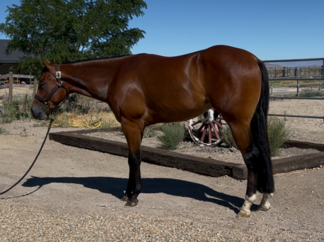 HorseID: 2278382 LAZY WITH GUILT - PhotoID: 1079134