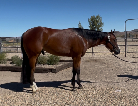 HorseID: 2278382 LAZY WITH GUILT - PhotoID: 1081117