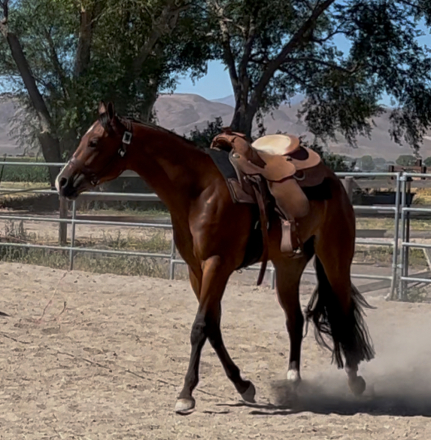 HorseID: 2278382 LAZY WITH GUILT - PhotoID: 1081118