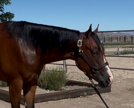 HorseID: 2278382 LAZY WITH GUILT - PhotoID: 1081119