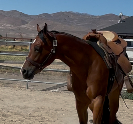 HorseID: 2278382 LAZY WITH GUILT - PhotoID: 1081120