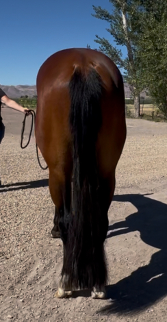 HorseID: 2278382 LAZY WITH GUILT - PhotoID: 1081121