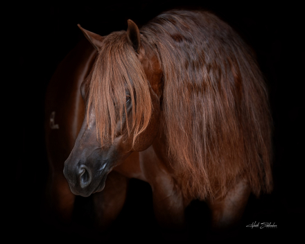 HorseID: 2279235 Volturi - PhotoID: 1053413