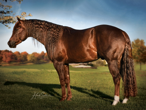 HorseID: 2279235 Volturi - PhotoID: 1053415