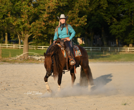 HorseID: 2279235 Volturi - PhotoID: 1053416