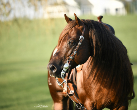 HorseID: 2279235 Volturi - PhotoID: 1053418