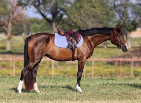 HorseID: 2279580 Reece - PhotoID: 1104378