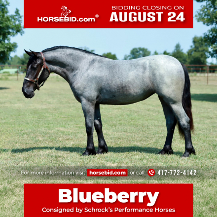 HorseID: 2280895 Blueberry - PhotoID: 1055700