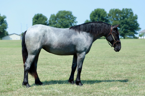 HorseID: 2280895 Blueberry - PhotoID: 1055701