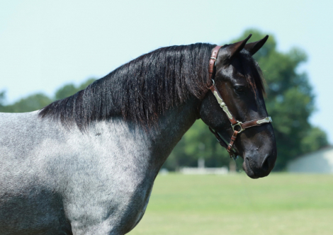 HorseID: 2280895 Blueberry - PhotoID: 1062980