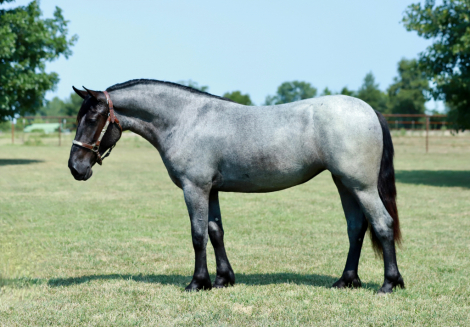 HorseID: 2280895 Blueberry - PhotoID: 1062981