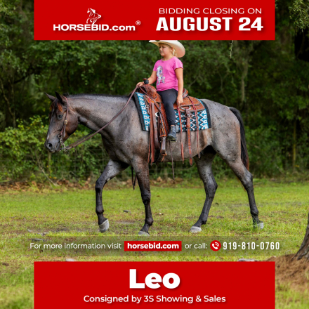 HorseID: 2280897 Leo’s Legacy Blue - PhotoID: 1055708