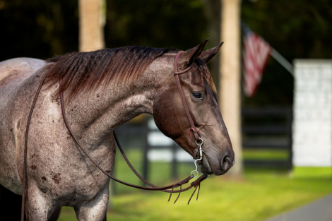 HorseID: 2280897 Leo’s Legacy Blue - PhotoID: 1089900