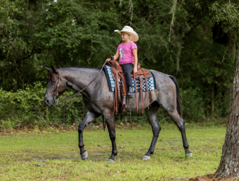 HorseID: 2280897 Leo’s Legacy Blue - PhotoID: 1089902