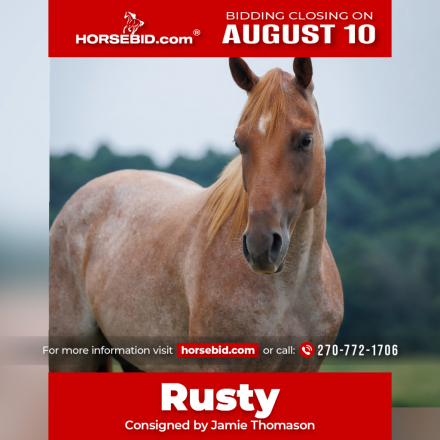 HorseID: 2280899 Rusty - PhotoID: 1055720