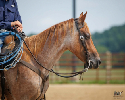 HorseID: 2280899 Rusty - PhotoID: 1055721