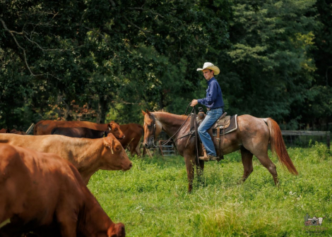 HorseID: 2280899 Rusty - PhotoID: 1055722