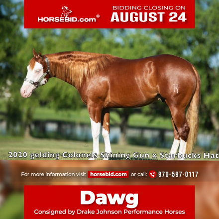 HorseID: 2280901 BRIGHTLIGHTSSBIGCITY - PhotoID: 1055704