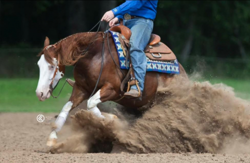 HorseID: 2280901 BRIGHTLIGHTSSBIGCITY - PhotoID: 1055705