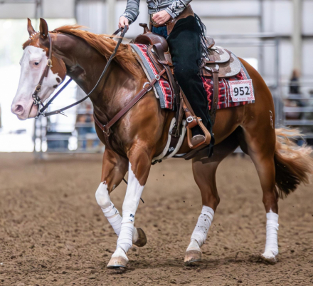 HorseID: 2280901 BRIGHTLIGHTSSBIGCITY - PhotoID: 1055706