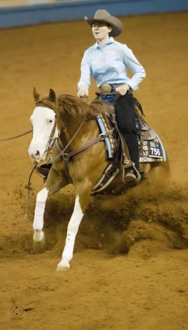 HorseID: 2280901 BRIGHTLIGHTSSBIGCITY - PhotoID: 1055707