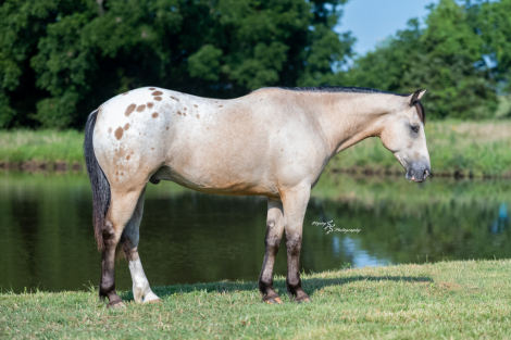 HorseID: 2280903 Medicine Man - PhotoID: 1055697