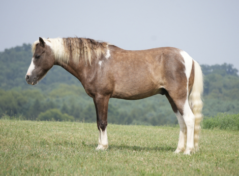 HorseID: 2280904 Mecom Royal Sandman - PhotoID: 1055716