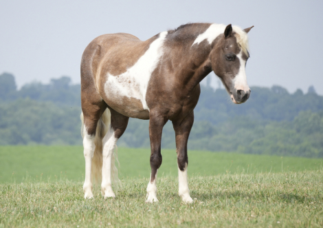 HorseID: 2280904 Mecom Royal Sandman - PhotoID: 1055717