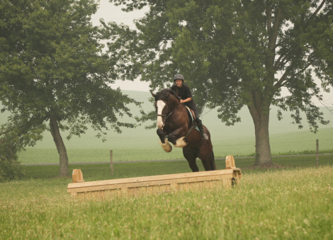 HorseID: 2280905 Winchester - PhotoID: 1055695