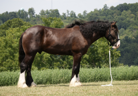 HorseID: 2280905 Winchester - PhotoID: 1055693