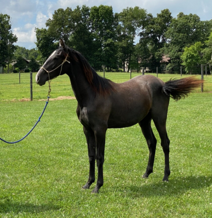 HorseID: 2282630 Spanish Violin CDR - PhotoID: 1082695