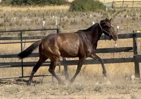 HorseID: 2283345 Sargents Roulette - PhotoID: 1081801