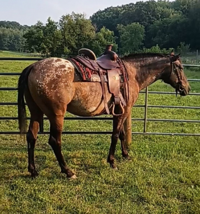 HorseID: 2285112 DSK Northern Legacy - PhotoID: 1081988