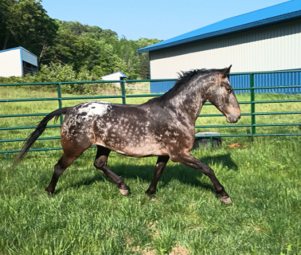 HorseID: 2285112 DSK Northern Legacy - PhotoID: 1081989