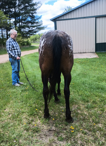 HorseID: 2285112 DSK Northern Legacy - PhotoID: 1081990