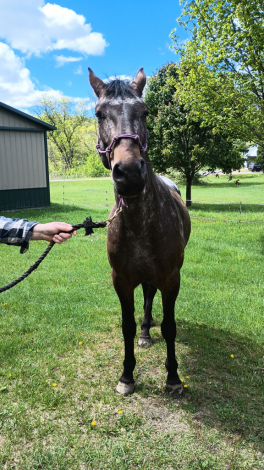 HorseID: 2285112 DSK Northern Legacy - PhotoID: 1081991