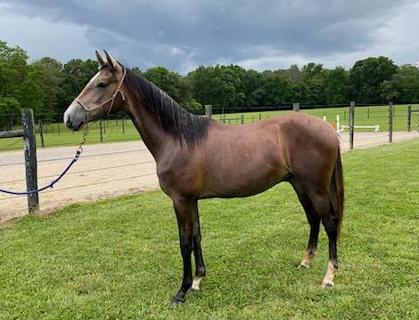 HorseID: 2285456 Azteca Colt - PhotoID: 1082694