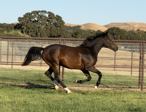 HorseID: 2286427 R Boogie Fever - PhotoID: 1081416