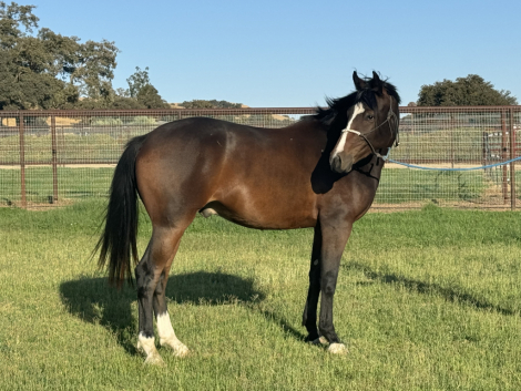 HorseID: 2286427 R Boogie Fever - PhotoID: 1081417